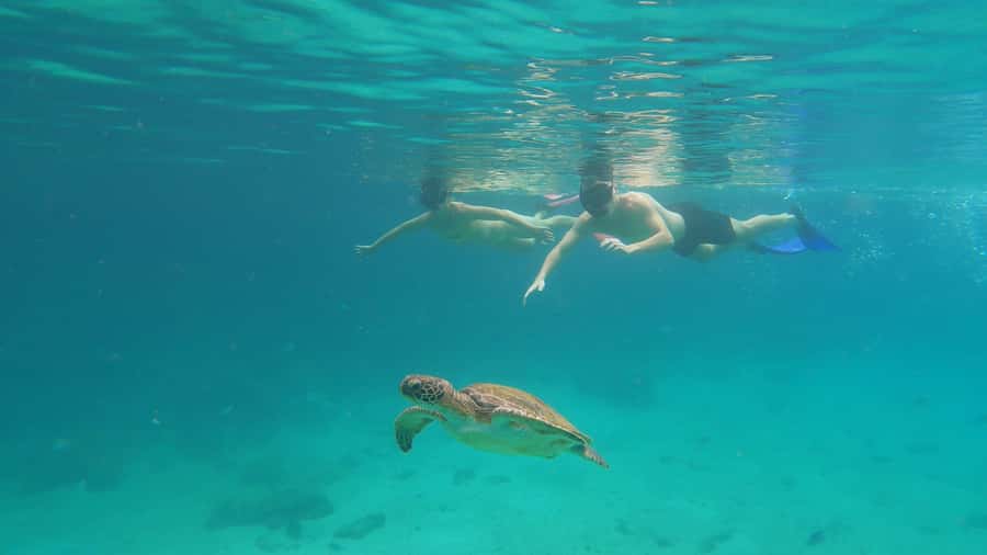 Snorkeling with turtles in their natural habitat - Lagoa Azul: 90 minutes with turtles and fish