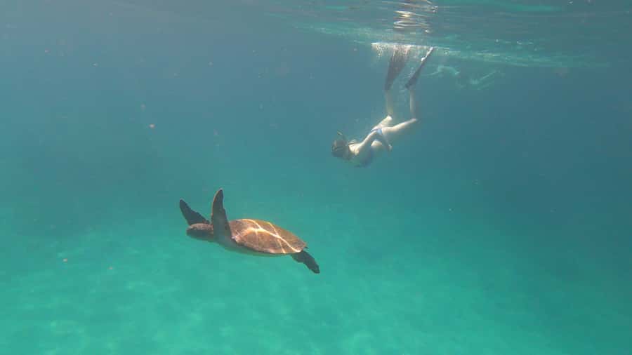 Snorkeling with turtles in their natural habitat - Freguesia de Santana for a 40-minute pause