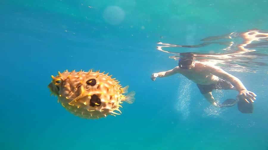 Snorkeling with turtles in their natural habitat - Guide Mateus and the personal touch
