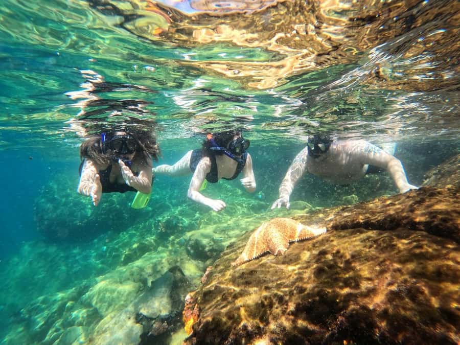 Snorkeling with turtles in their natural habitat - Who will enjoy this Ilha Grande outing