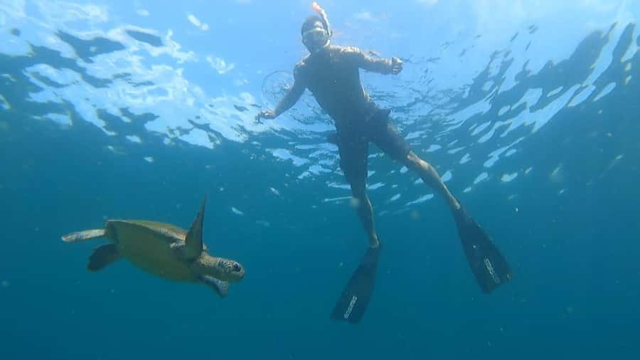 Snorkeling with turtles in their natural habitat - Meeting at Vila do Abraão at 9:30