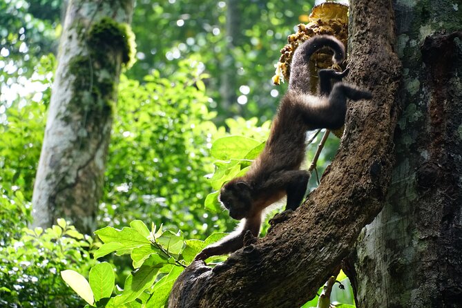 Tijuca Forest Hike - Waterfalls & Caves, Nature & Wild Life! - What the Walking Is Really Like