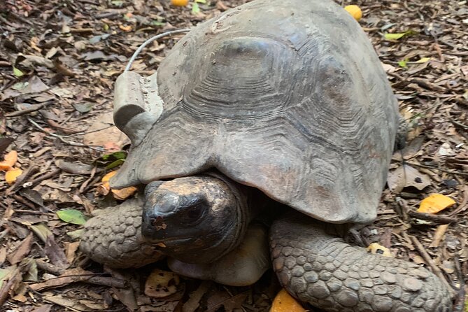 Tijuca Forest Hike - Waterfalls & Caves, Nature & Wild Life! - The Guides Make the Difference
