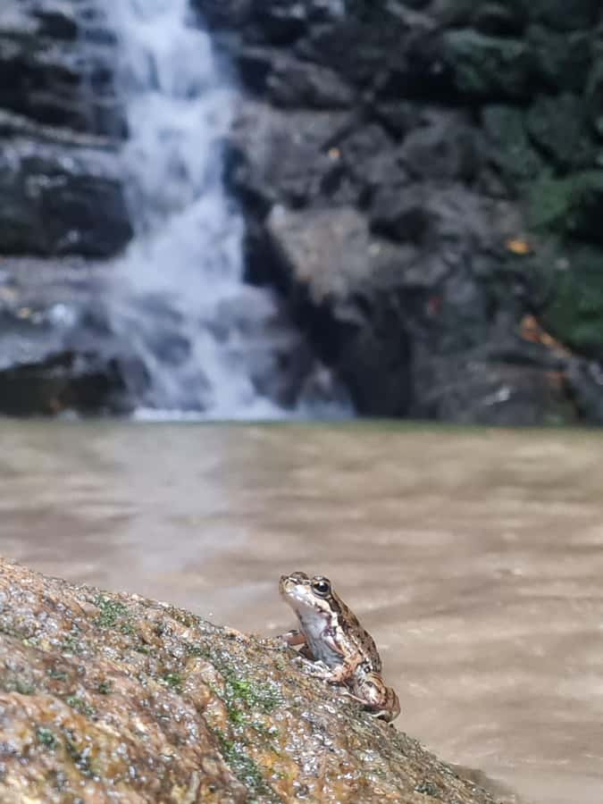 Tijuca Rain Forest - Adventure through Waterfalls & Caves - Why Tijuca Forest is such a good Rio escape