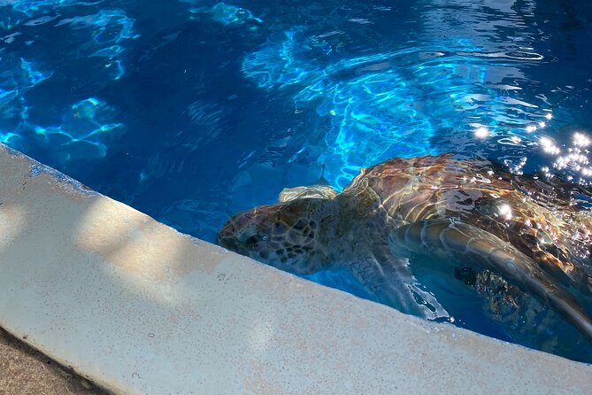 Tour on Forte and Guarajuba Beaches, Leaving Salvador-Bahia - Projeto Tamar and Bahia’s Sea Turtles