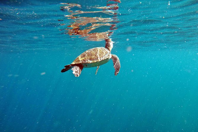Turtle Snorkeling by Adrenailha - Turtle Snorkeling at Xavier Island: Key Points