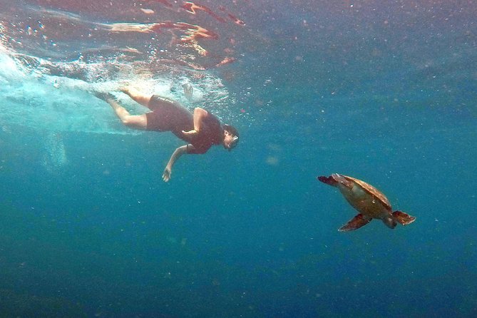 Turtle Snorkeling by Adrenailha - From Barra da Lagoa to the Open Atlantic